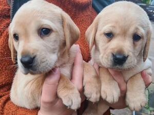 2 yellow Girls