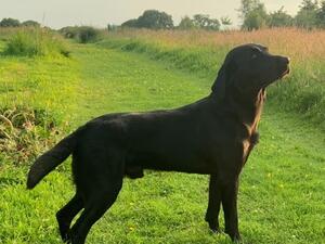 Stud Dog