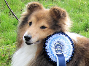 Quito with his rosette