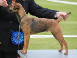 Indie winning Best of Breed at Wickford & Basildon