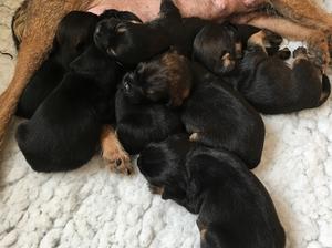 Breckgreen Pups