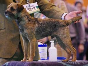 Stowthorney Swinging Sam at Crufts 2014
