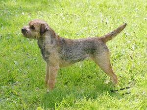 Ch Stowthorney These Days JW (subject to KC confi)