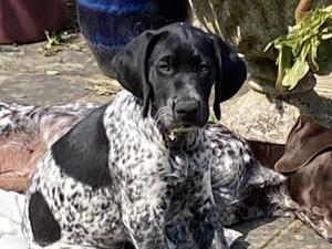 Handsome liver & white ticked boy available