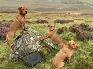 Our Dogs