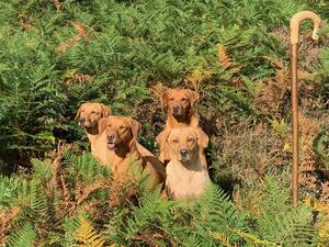The pack at their work