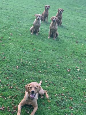 Our 4 with a lovely pup we bred (Luna x Rojo)
