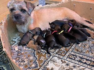 MUM AND BABIES.