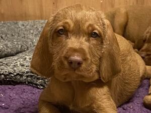 Girl pup at 6 weeks