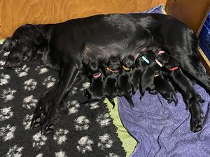 Luna and puppies