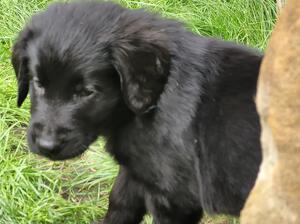 Puppy love