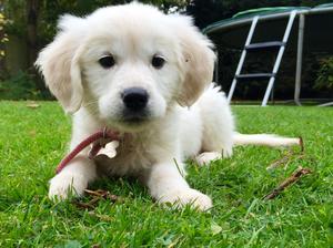 Sophie as a puppy