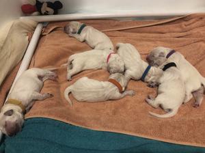 Sophie’s previous litter