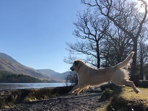 Sophie enjoying a run at Crummock Lake