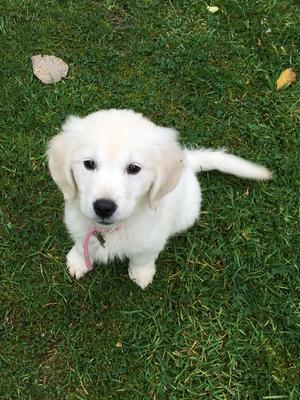 Sophie as a puppy