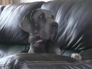 Poppy (6 months)