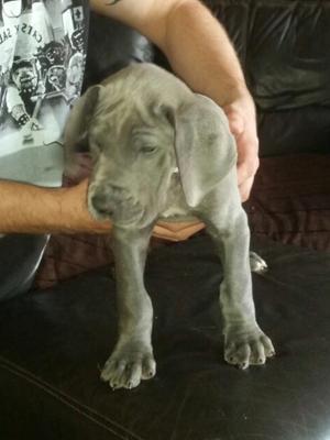 Blue Dog