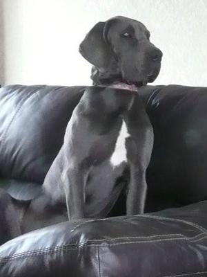 Poppy (6 months)