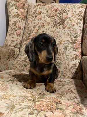 champdogs dachshund