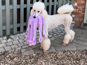 Pickle with her favourite toy
