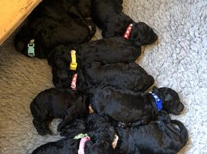 Luna’s litter
