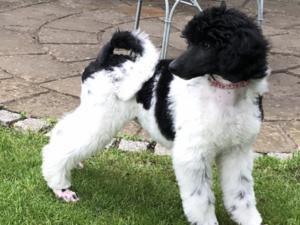 As a puppy