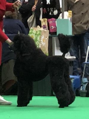 Volgarus Prime Time 2nd in her class Crufts 2018