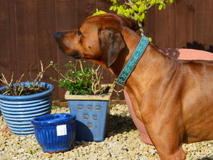 Aiko Rudos Akys ( imp LTU )