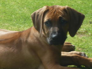 Lionpride Shiraz Storm