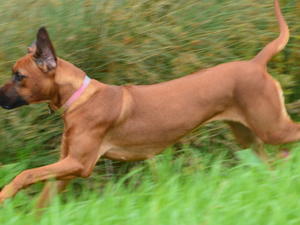 Blonde Isis by Lebombo ( imp Cz Rep )