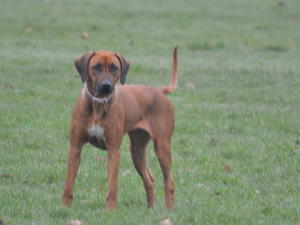 Blonde Isis by Lebombo ( Imp Cz )