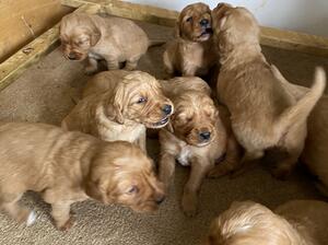 Pups at three weeks