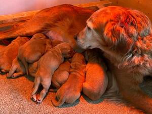 Mum and Pups
