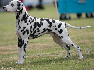 Theo is the sire of the Dalsano A Litter