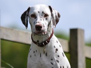 Siren is the dam of the Dalsano A litter