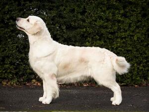 Lotte 5 years old