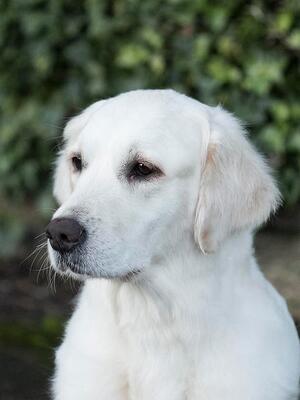 Lotte 5 years old
