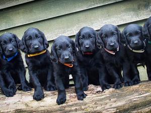 Belle's litter