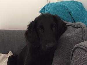 Milo as a puppy