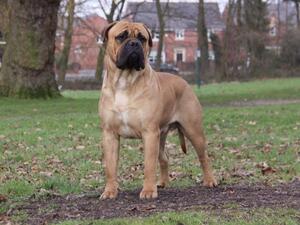 Sire Ch Optimus Daffyd