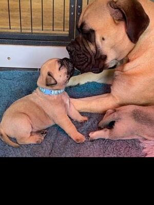 Puppies
