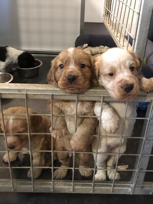 Gold dog available and a lemon & white bitch