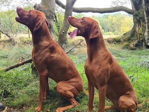 Sire and Dam