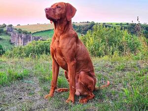 Dexter Sire