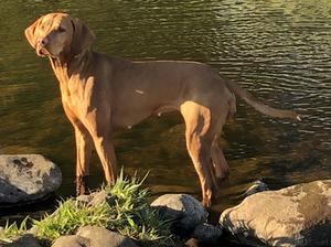 Great size and bone 25.5kg