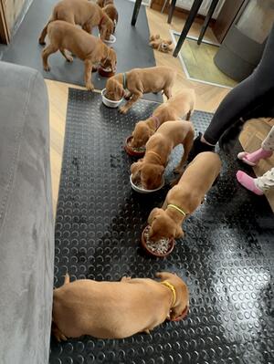 Pups 6 weeks old on tripe