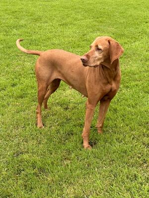 Beautiful Heidi 7 years young