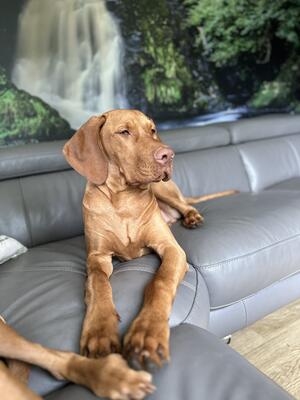 Spectacleviz Love- Obi 6 months old 26kg