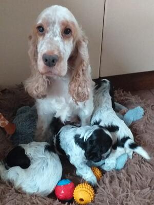 Toffee & her Babies