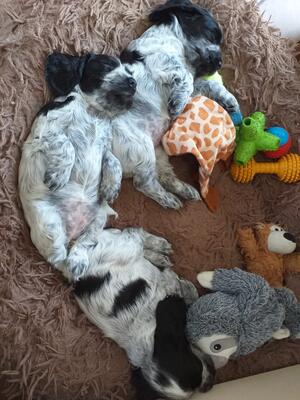 Sleeping Babies